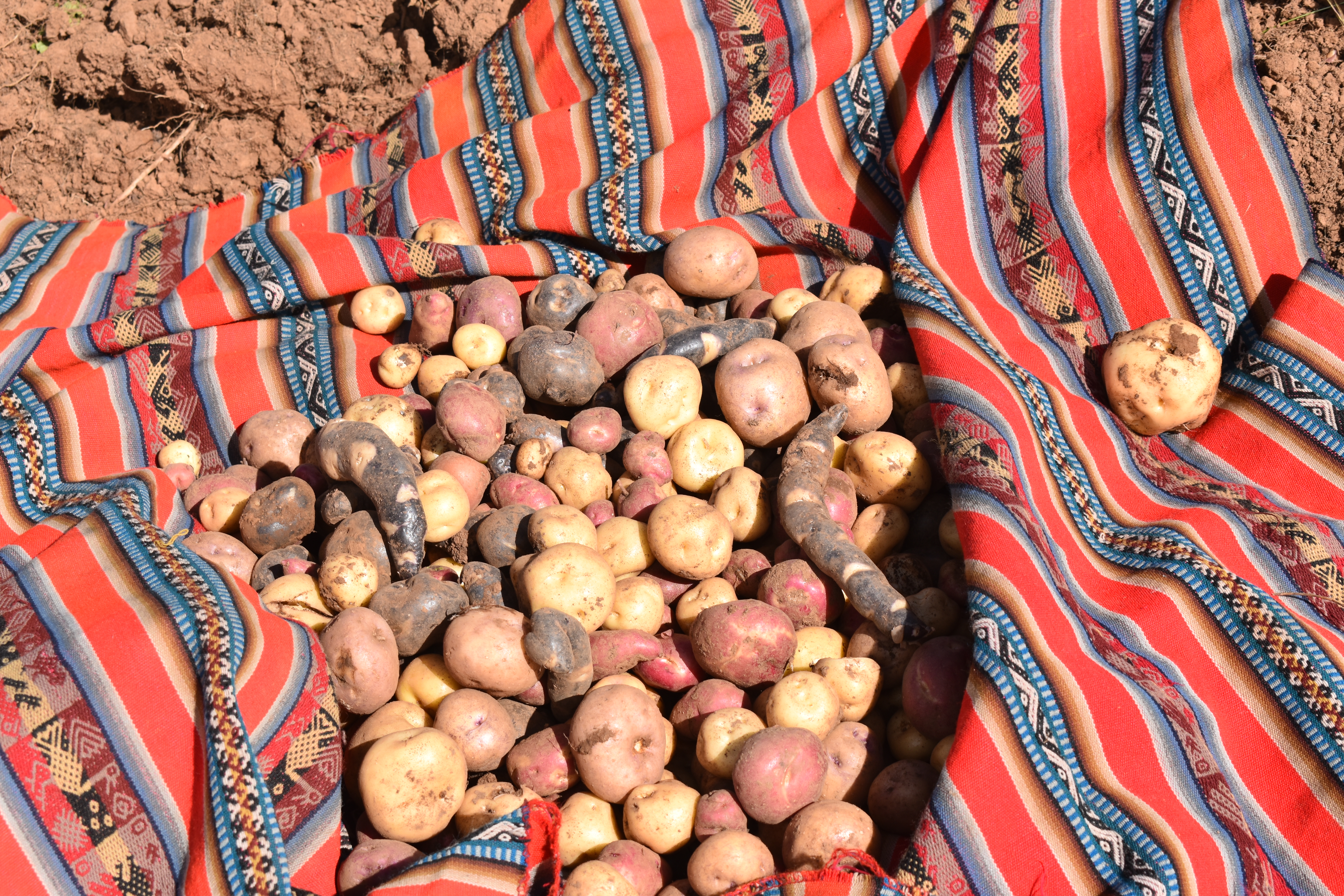 Papas nativas