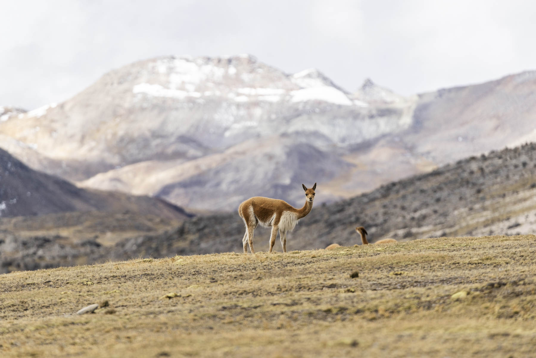 Ficha - AbE complementaria - Abrevaderos Vicuñas