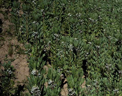Ficha - AbE - Ficha Agricultura de Contorno