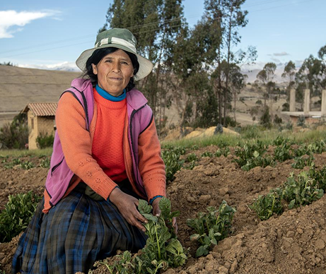Ficha - AbE - Agroforesteria