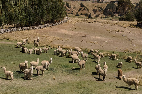 Ficha - AbE - Manejo Sostenible de Pastos Naturales